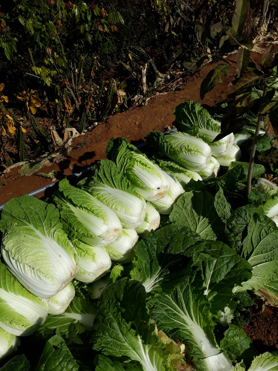 HTX rau an toàn Thanh Sơn HTX rau an toàn Thanh Sơn