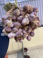 Hành tỏi Hải Dương