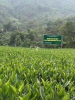 Chè xanh Thái Nguyên