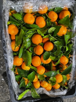 Quýt thái siêu ngọt