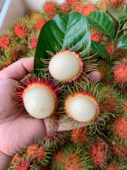 Chôm chôm thái - 1 thùng xốp >10kg