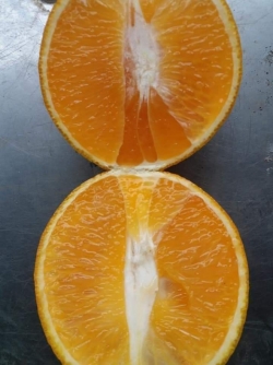 Cam Vinh chính gốc