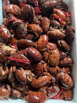 Cù kỳ Quảng Ninh tự nhiên