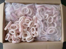 Mưc vòng - sỉ đầu thùng