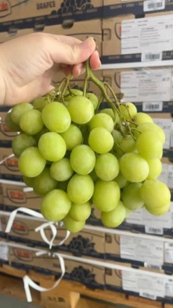 Nho xanh Nam Phi không hạt