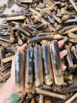 Ốc móng tay làm sẵn