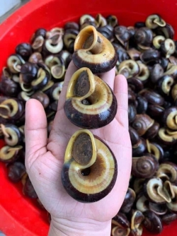 Ốc núi (ốc thuốc)