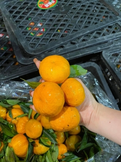 Quýt Thái siêu ngọt - rổ 10-11kg