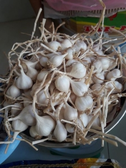 Hành tỏi đặc sản Lý Sơn