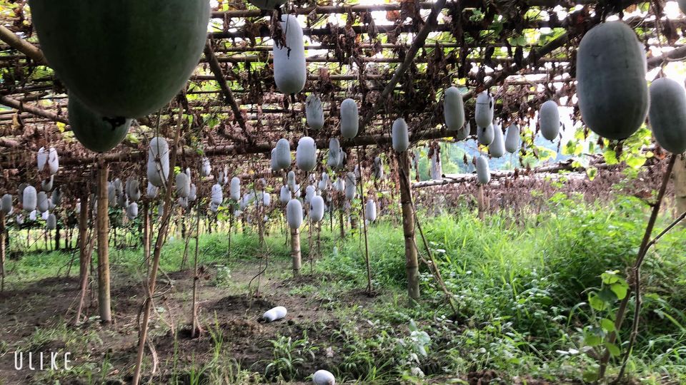 Bí thơm Bắc Kạn