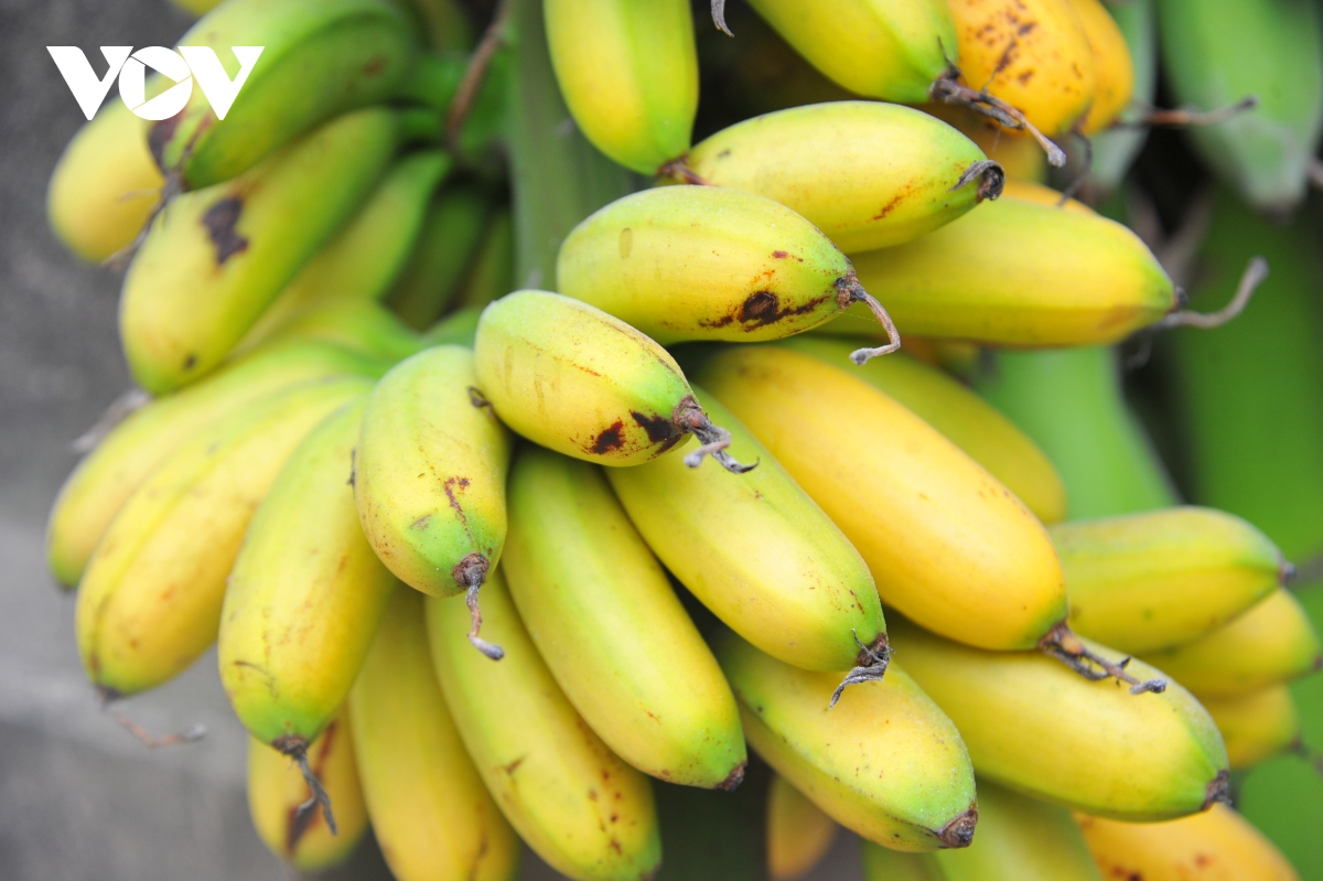 Giá chuối Ngự Tiến Vua hiện nay bao nhiêu 1kg? Giá chuối Ngự Tiến Vua hiện nay bao nhiêu 1kg?