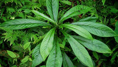 Lá Xương Sông Mua ở đâu ? – Công Dụng Tuyệt Vời Và Giá Bán Hợp Lý