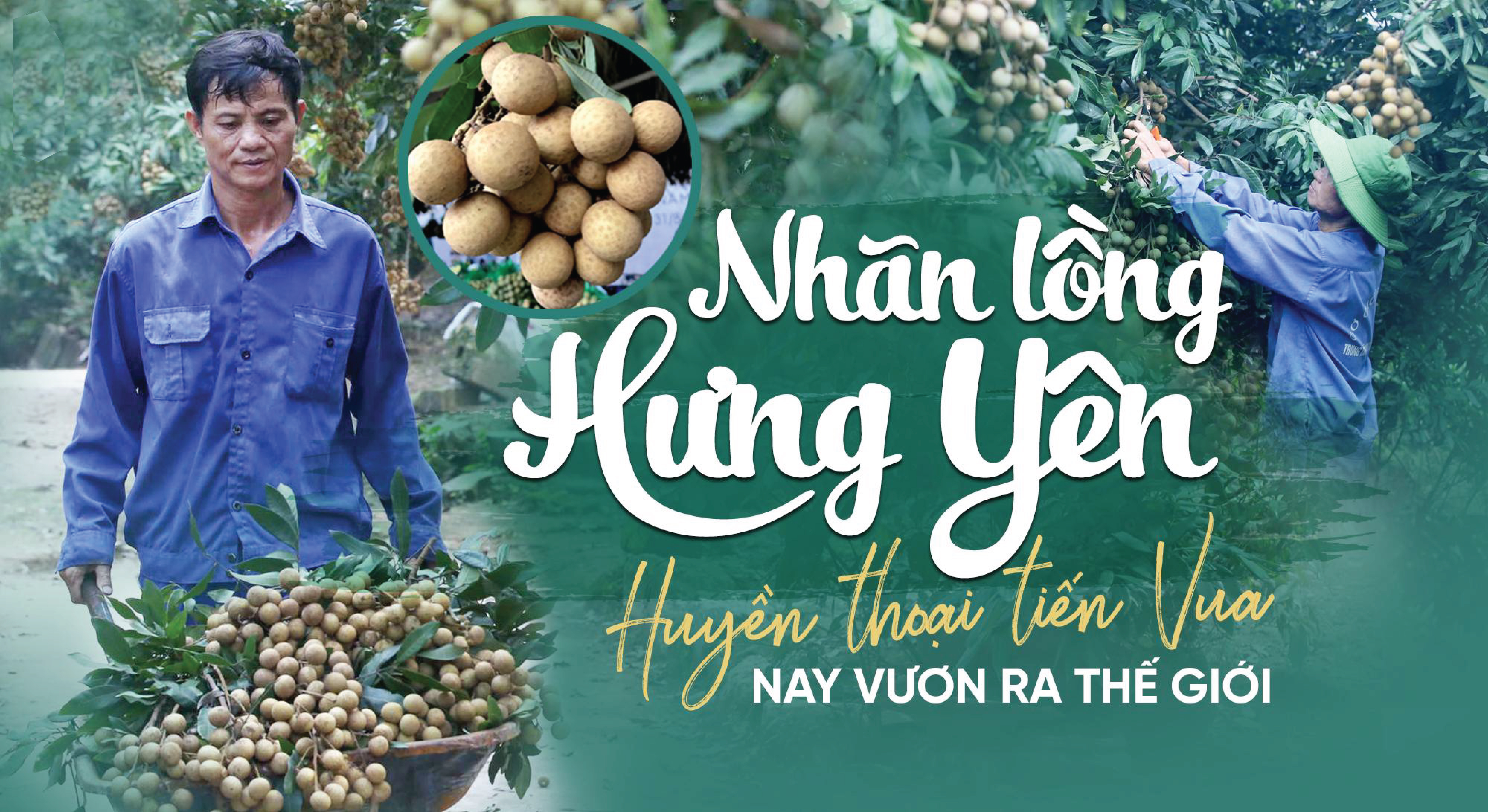 Nhãn lồng Hưng Yên - Huyền thoại tiến vua, vươn tầm thế giới