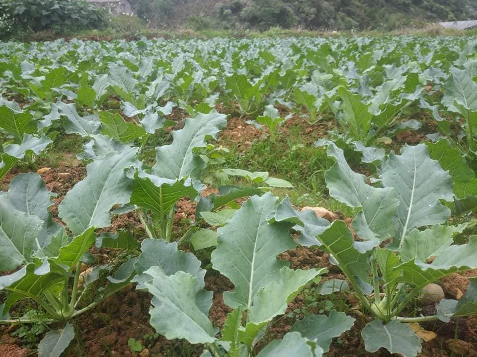 Rau củ Sapa Rau củ Sapa