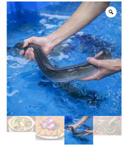 Cá Chình tươi1-1.4kg/con