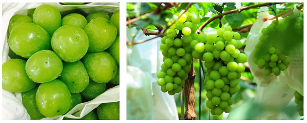 Nho xanh Yamanashi - Loại trái cây nhập khẩu khá đặc biệt