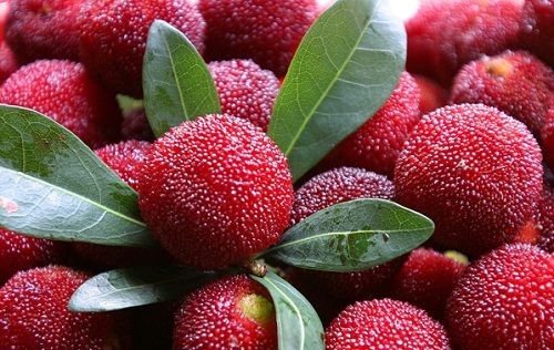 Thanh mai là một trong những loại trái cây đặc sản ở miền Bắc có hương vị thơm ngon