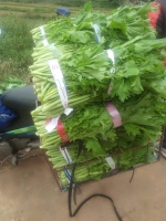 Rau củ quả Mộc Châu