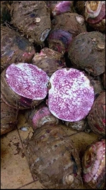 Rau củ Nguyễn Tuyết