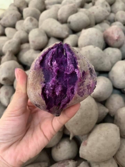 Khoai tím Vĩnh Long