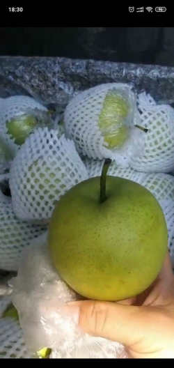 Lê xanh bọc xốp