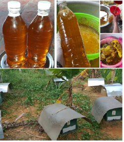 Mật ong Ba Vì nguyên chất