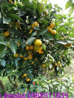 Quýt đường Hà Giang