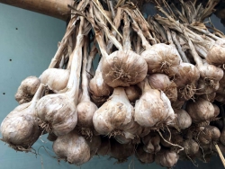 Tỏi khô Kinh Môn