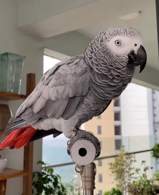 Giá 1 con vẹt biết nói bao nhiêu tiền?