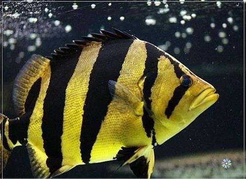 Giá cá hổ Indo Sumatra trên thị trường hiện nay