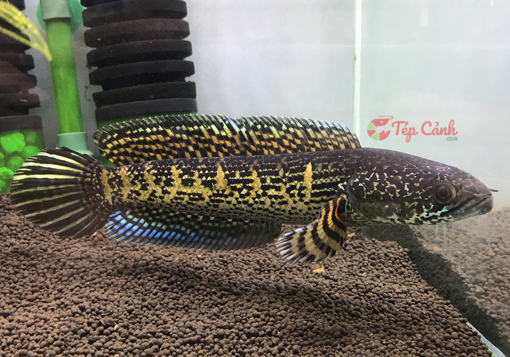 Giá cá lóc nữ hoàng hôm nay bao nhiêu 1kg tại TpHCM và Hà Nội