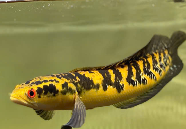 Giá cá lóc vẩy rồng giá bao nhiêu? Mua cá lóc vẩy rồng ở đâu? Giá cá lóc vẩy rồng giá bao nhiêu? Mua cá lóc vẩy rồng ở đâu?