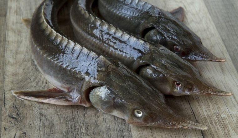 Giá cá tầm hôm nay bao nhiêu tiền 1 kg?