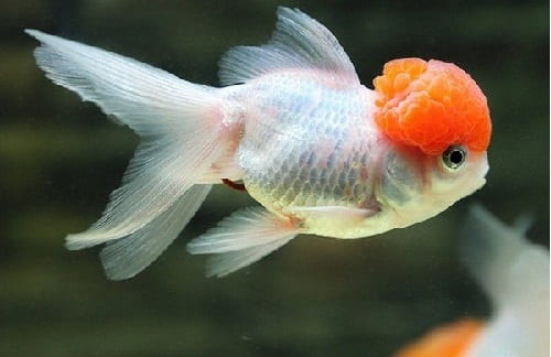 Giá cá 3 đuôi đầu lân hôm nay bao nhiêu 1kg?