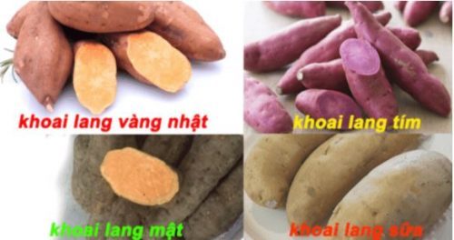 Nhận biết các loại Khoai phổ biến nhất hiện nay Nhận biết các loại Khoai phổ biến nhất hiện nay