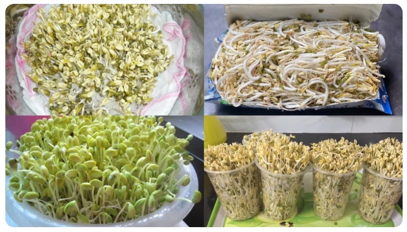 5 Cách làm giá đỗ tại nhà nhanh nhất