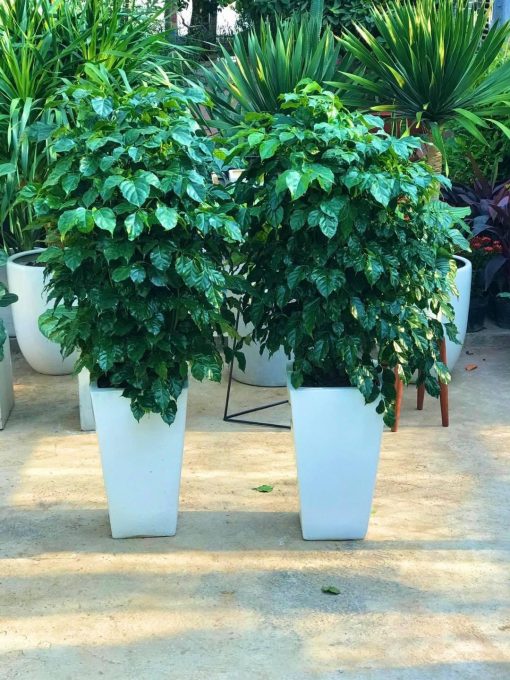 Giá cây hạnh phúc hiện nay bao nhiêu tiền 1 cây