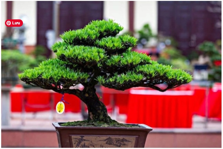 Giá cây tùng la hán hiện nay bao nhiêu tiền 1 cây?