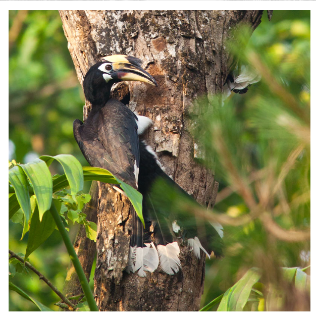 Giá Chim cao cát giá bao nhiêu tiền 1 con? Giá Chim cao cát giá bao nhiêu tiền 1 con?
