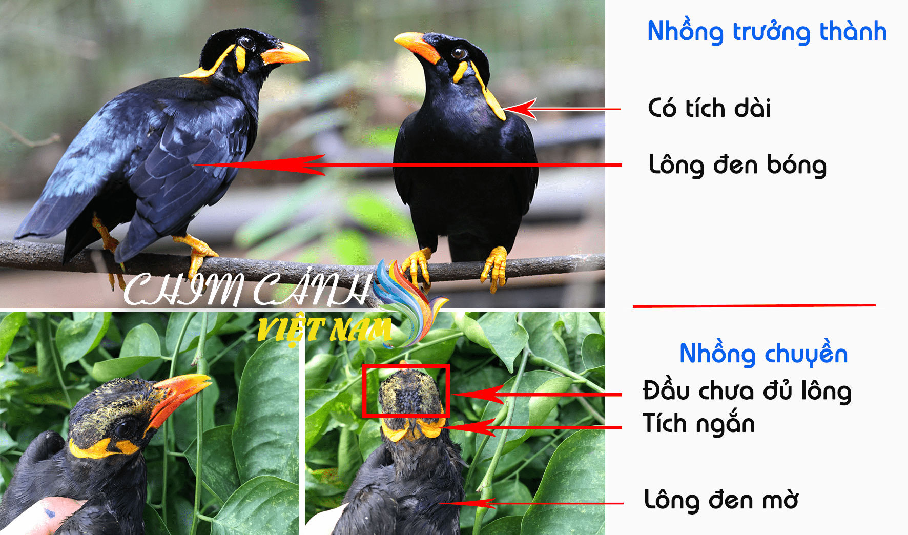 Giá chim nhồng biết nói bao nhiêu tiền 1 con? Giá chim nhồng biết nói bao nhiêu tiền 1 con?