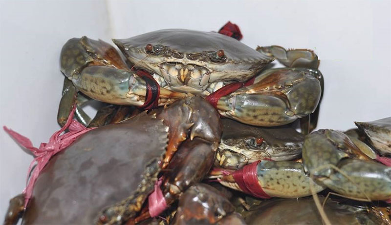 Giá Cua biển hôm nay bao nhiêu 1kg? Giá Cua biển hôm nay bao nhiêu 1kg?