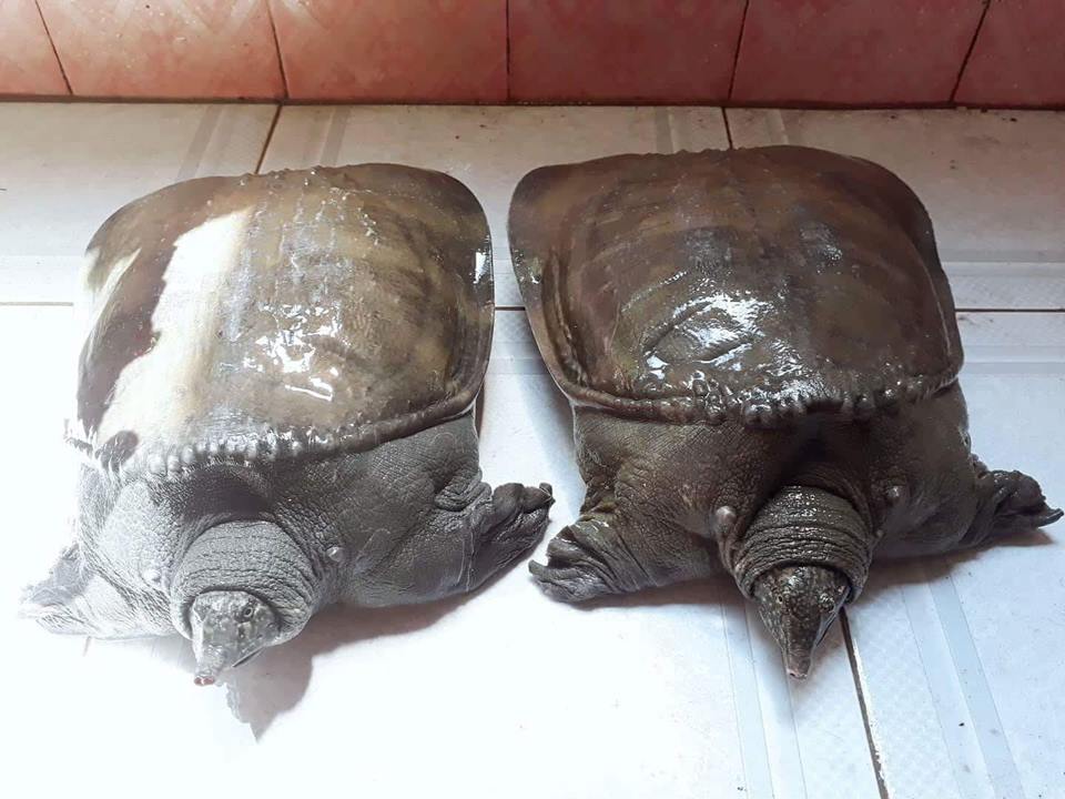 Giá Cua Đinh hiện nay bao nhiều tiền 1kg?