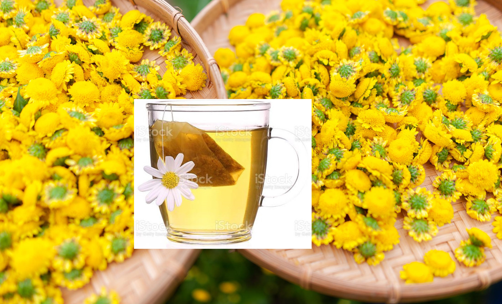 TRÀ HOA CÚC CHI TÚI LỌC – GIẢI PHÁP AN TOÀN, TIỆN LỢI CHO CHỊ EM VĂN PHÒNG 