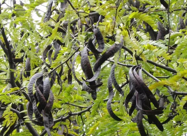 Giá bồ kết bao nhiêu tiền 1kg ? Giá bồ kết bao nhiêu tiền 1kg ?