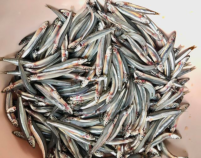 Giá Cá Cơm tươi hiện nay bao nhiêu tiền 1Kg? Giá Cá Cơm tươi hiện nay bao nhiêu tiền 1Kg?