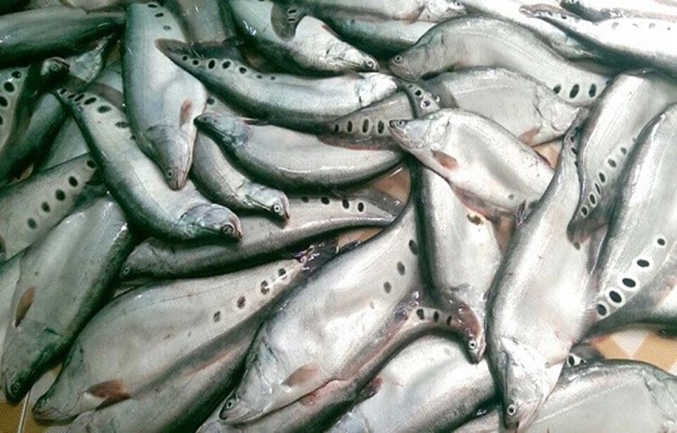 Giá cá thác lác hôm nay