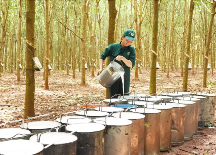 Giá cao su hôm nay bao nhiêu tiền 1kg?