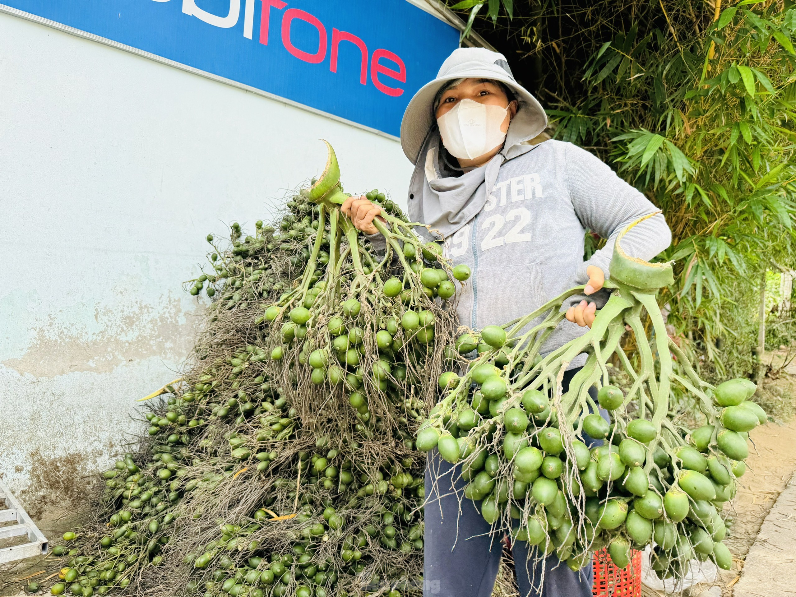 Giá cau hôm nay bao nhiêu tiền 1kg ?
