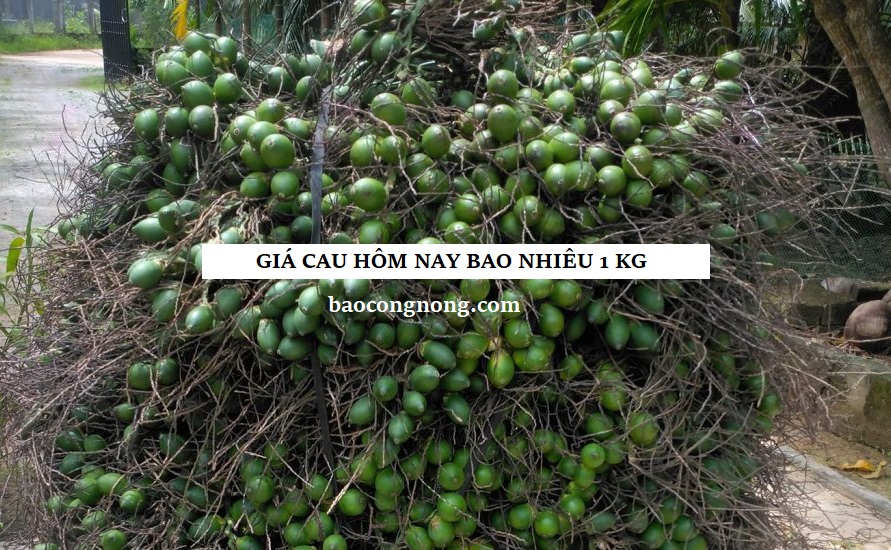 gia-cau-hom-nay