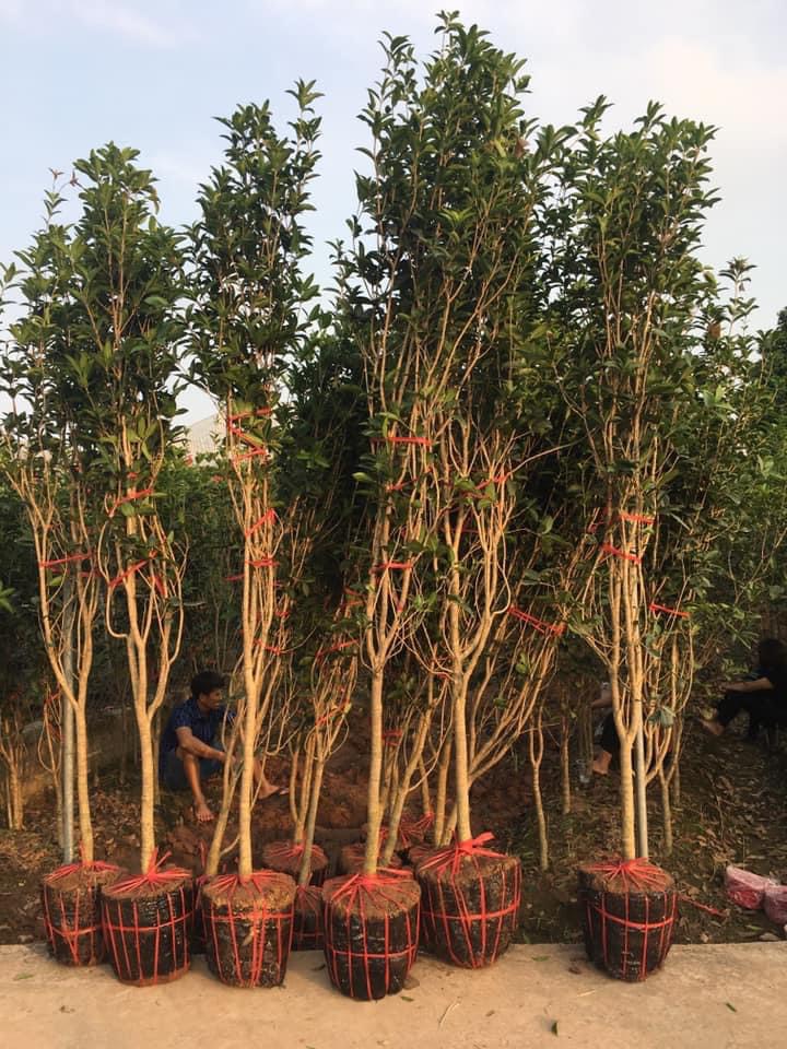 Giá cây mộc hương 10 năm tuổi hiện nay bao nhiêu